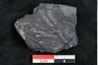 Foto (Detailansicht) von Baiera australis Ettingshausen (NHMW-GEO-2024-0188-10277b)